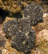  (Dictyoceratida - MBIO3513.1)  @14 [ ] Unspecified (default): All Rights Reserved  Unspecified Unspecified