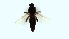  (Bezzia sp. 2PD - TSZD-PD-300479)  @11 [ ] by-nc-sa (2024) Unspecified Tromsoe University Museum