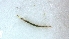  (Palpomyia luteifemorata - TSZD-PD-300549)  @11 [ ] by-nc-sa (2024) Unspecified Tromsoe University Museum