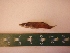  ( - MBP134)  @12 [ ] No Rights Reserved  Unspecified Unspecified