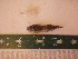  ( - MBP155)  @11 [ ] No Rights Reserved  Unspecified Unspecified