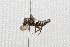  (Coelioxys cerasiopleura - MACN-Bar-Ins-ct 01493)  @14 [ ] Copyright (2011) MACN Museo Argentino de Ciencias Naturales "Bernardino Rivadavia"