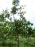  (Morinda citrifolia - AND)  @11 [ ] Unspecified (default): All Rights Reserved (2015) Roopa. V and N. Mathivanan University of Madras