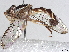  ( - BIOUG52721-G09)  @11 [ ] CreativeCommons - Attribution (2022) CBG Photography Group Centre for Biodiversity Genomics