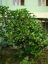  ( - GFB1)  @11 [ ] Unspecified (default): All Rights Reserved (2015) Roopa. V and N. Mathivanan University of Madras