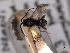  ( - MRS_JFT1103)  @11 [ ] by-nc-sa (2022) CNC Photography group CNC, Canadian National Collection of Insects, Arachnids and Nematodes