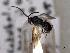 ( - MRS_JFT1107)  @11 [ ] by-nc-sa (2022) CNC Photography group CNC, Canadian National Collection of Insects, Arachnids and Nematodes