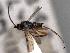  ( - CNC1943226)  @11 [ ] by-nc-sa (2022) CNC Photography group CNC, Canadian National Collection of Insects, Arachnids and Nematodes