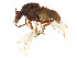  ( - CHARS00375-H10)  @11 [ ] CreativeCommons - Attribution Share - Alike (2023) CBG Photography Group Centre for Biodiversity Genomics