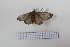  (Hylesia sp.1ED - MC 0002)  @11 [ ] Copyright (2017) Milena Casafús CONICET