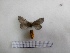  (Hylesia sp. 3ED - MC 0073)  @11 [ ] Copyright (2017) Milena Casafús CONICET