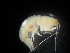  ( - ACM-0191)  @11 [ ] CreativeCommons - Attribution (2017) Martha A Gutiérrez Aguirre UQROO