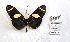  (Heliconius wallacei - CBMP0374)  @11 [ ] Unspecified (default): All Rights Reserved (2022) Copyright photoshop