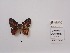  (Euselasia melaphaea - CBMP0419)  @11 [ ] Unspecified (default): All Rights Reserved (2022) Copyright photoshop