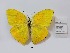 (Phoebis rurina - CBMP0460)  @11 [ ] Unspecified (default): All Rights Reserved (2022) Copyright photoshop
