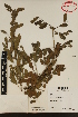 (Dalbergia chontalensis - Morales3408)  @11 [ ] CreativeCommons - Attribution Non-Commercial Share-Alike (2017) Instituto de Biologia Instituto de Biologi, UNAM