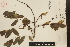  (Machaerium biovulatum - Nava153)  @11 [ ] CreativeCommons - Attribution Non-Commercial Share-Alike (2017) Instituto de Biologia Instituto de Biologi, UNAM
