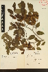  ( - Tenorio19186)  @11 [ ] CreativeCommons - Attribution Non-Commercial Share-Alike (2017) Instituto de Biologia Instituto de Biologi, UNAM