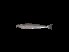 ( - MB0014_Sillago_sihama)  @11 [ ] nrr (2023) Unspecified Universiti Sains Malaysia