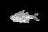  (Ambassis octava - MB0062_Ambassis_octava)  @11 [ ] nrr (2023) Unspecified Universiti Sains Malaysia