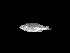  (Ambassis dussumieri - MB0063_Ambassis_dussumieri)  @11 [ ] nrr (2023) Unspecified Universiti Sains Malaysia