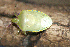 (Bathycoelia indica - BI-B265)  @11 [ ] Copyright (2025) Unspecified Modern College of Arts, Science and Commerce, Department of Zoology