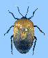  (Coridius brunneus - CB-B113)  @11 [ ] Copyright (2025) Unspecified Modern College of Arts, Science and Commerce, Department of Zoology