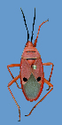  (Probergrothius - PGN-B38)  @11 [ ] Copyright (2025) Unspecified Modern College of Arts, Science and Commerce, Department of Zoology