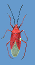  (Dysdercus evanescens - DE-B60)  @11 [ ] Copyright (2025) Unspecified Modern College of Arts, Science and Commerce, Department of Zoology