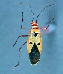  (Dysdercus koenigii - DK-B10)  @11 [ ] Copyright (2025) Unspecified Modern College of Arts, Science and Commerce, Department of Zoology