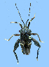  (Acanthocoris scabrator - AS-B141)  @11 [ ] Copyright (2025) Unspecified Modern College of Arts, Science and Commerce, Department of Zoology
