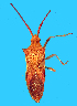  (Cletus rubidiventris - CR-B26)  @11 [ ] Copyright (2025) Unspecified Modern College of Arts, Science and Commerce, Department of Zoology