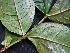  (Psidium - CCDB-27866-C09)  @11 [ ] CreativeCommons - Attribution Non-Commercial Share-Alike (2017) Varun Swamy San Diego Zoo Global
