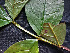  ( - CCDB-27866-C09)  @11 [ ] CreativeCommons - Attribution Non-Commercial Share-Alike (2017) Varun Swamy San Diego Zoo Global