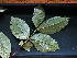  ( - CCDB-27866-C09)  @11 [ ] CreativeCommons - Attribution Non-Commercial Share-Alike (2017) Varun Swamy San Diego Zoo Global