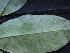  ( - CCDB-27885-C12)  @11 [ ] CreativeCommons - Attribution Non-Commercial Share-Alike (2017) Varun Swamy San Diego Zoo Global