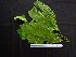  (Pouteria juruana - CCDB-27890-C01)  @11 [ ] CreativeCommons - Attribution Non-Commercial Share-Alike (2017) Varun Swamy San Diego Zoo Global