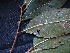  ( - CCDB-27866-D01)  @11 [ ] CreativeCommons - Attribution Non-Commercial Share-Alike (2017) Varun Swamy San Diego Zoo Global