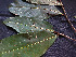  ( - CCDB-27866-D01)  @11 [ ] CreativeCommons - Attribution Non-Commercial Share-Alike (2017) Varun Swamy San Diego Zoo Global