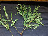  (Stryphnodendron - CCDB-27885-E08)  @11 [ ] CreativeCommons - Attribution Non-Commercial Share-Alike (2017) Varun Swamy San Diego Zoo Global