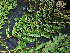  ( - CCDB-27885-E08)  @11 [ ] CreativeCommons - Attribution Non-Commercial Share-Alike (2017) Varun Swamy San Diego Zoo Global