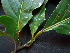  ( - CCDB-27885-B08)  @11 [ ] CreativeCommons - Attribution Non-Commercial Share-Alike (2017) Varun Swamy San Diego Zoo Global