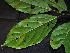  ( - CCDB-27885-B08)  @11 [ ] CreativeCommons - Attribution Non-Commercial Share-Alike (2017) Varun Swamy San Diego Zoo Global