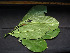  ( - CCDB-27885-A11)  @11 [ ] CreativeCommons - Attribution Non-Commercial Share-Alike (2017) Varun Swamy San Diego Zoo Global