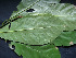  (Chrysophyllum venezuelanense - CCDB-27885-A11)  @11 [ ] CreativeCommons - Attribution Non-Commercial Share-Alike (2017) Varun Swamy San Diego Zoo Global
