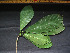  ( - CCDB-27866-C02)  @11 [ ] CreativeCommons - Attribution Non-Commercial Share-Alike (2017) Varun Swamy San Diego Zoo Global