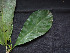  ( - CCDB-27866-C02)  @11 [ ] CreativeCommons - Attribution Non-Commercial Share-Alike (2017) Varun Swamy San Diego Zoo Global