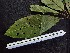  (Sloanea terniflora - CCDB-27890-A02)  @11 [ ] CreativeCommons - Attribution Non-Commercial Share-Alike (2017) Varun Swamy San Diego Zoo Global