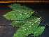  ( - CCDB-27866-F07)  @11 [ ] CreativeCommons - Attribution Non-Commercial Share-Alike (2017) Varun Swamy San Diego Zoo Global