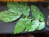  ( - CCDB-27866-G09)  @11 [ ] CreativeCommons - Attribution Non-Commercial Share-Alike (2017) Varun Swamy San Diego Zoo Global